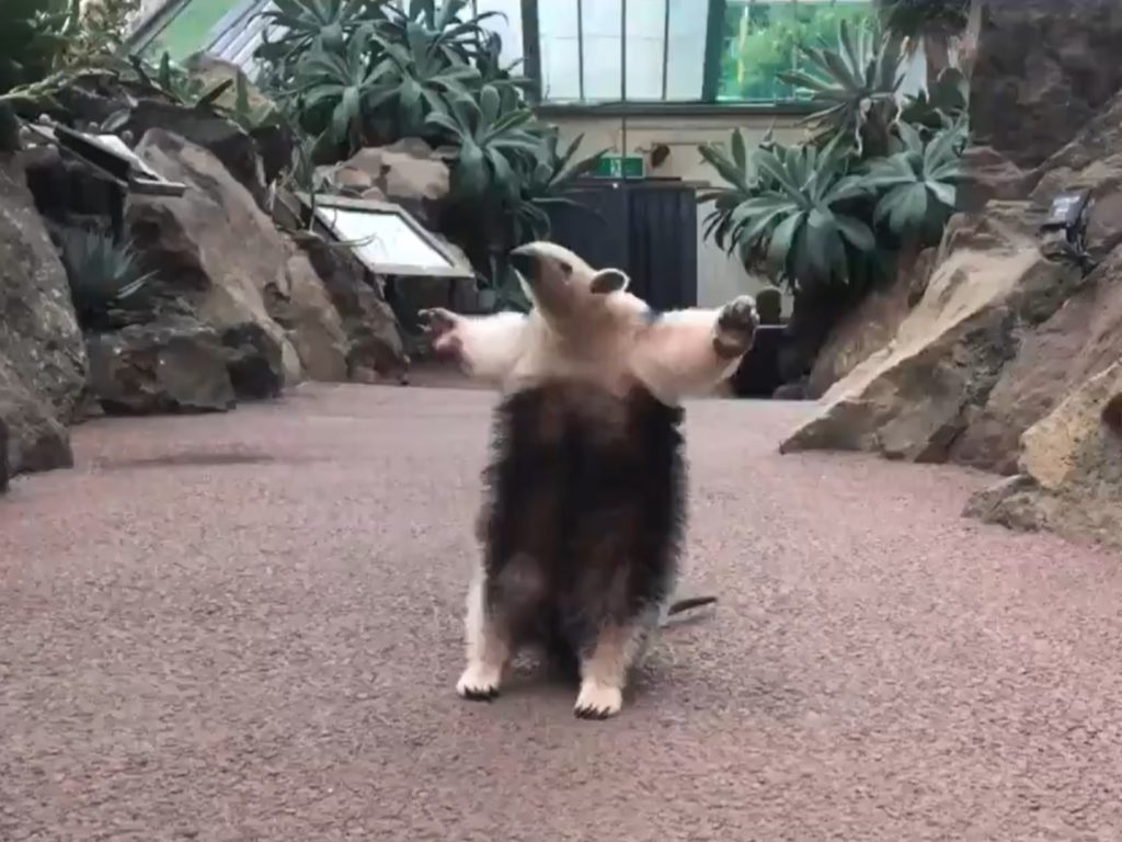 踹共啊！南美小食蟻獸張開雙臂　屁孩貌路邊擋路嗆聲：哩來