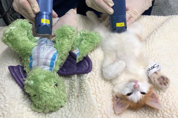 橘白貓結紮好緊張　醫院讓玩偶好友上手術台全程陪伴