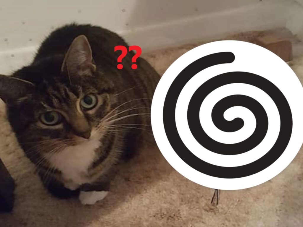 貓咪收到新貓窩一臉問號（圖／FB@Sam Campbell）