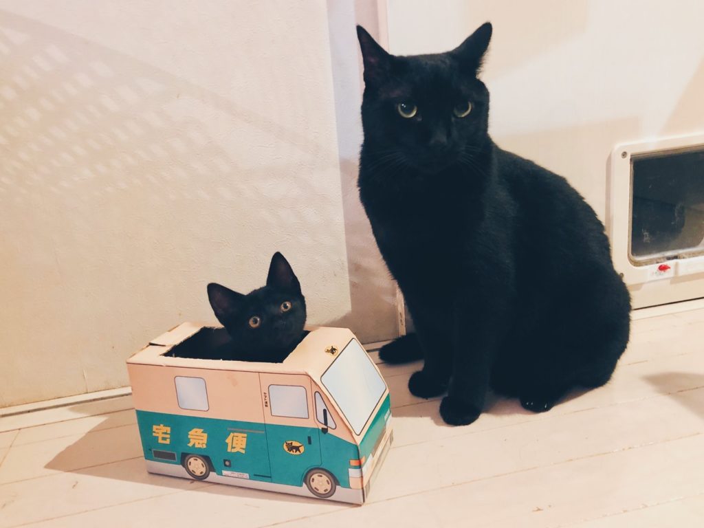 宅急便小黑貓新進員工訓練　大黑貓：新來的會不會開車？