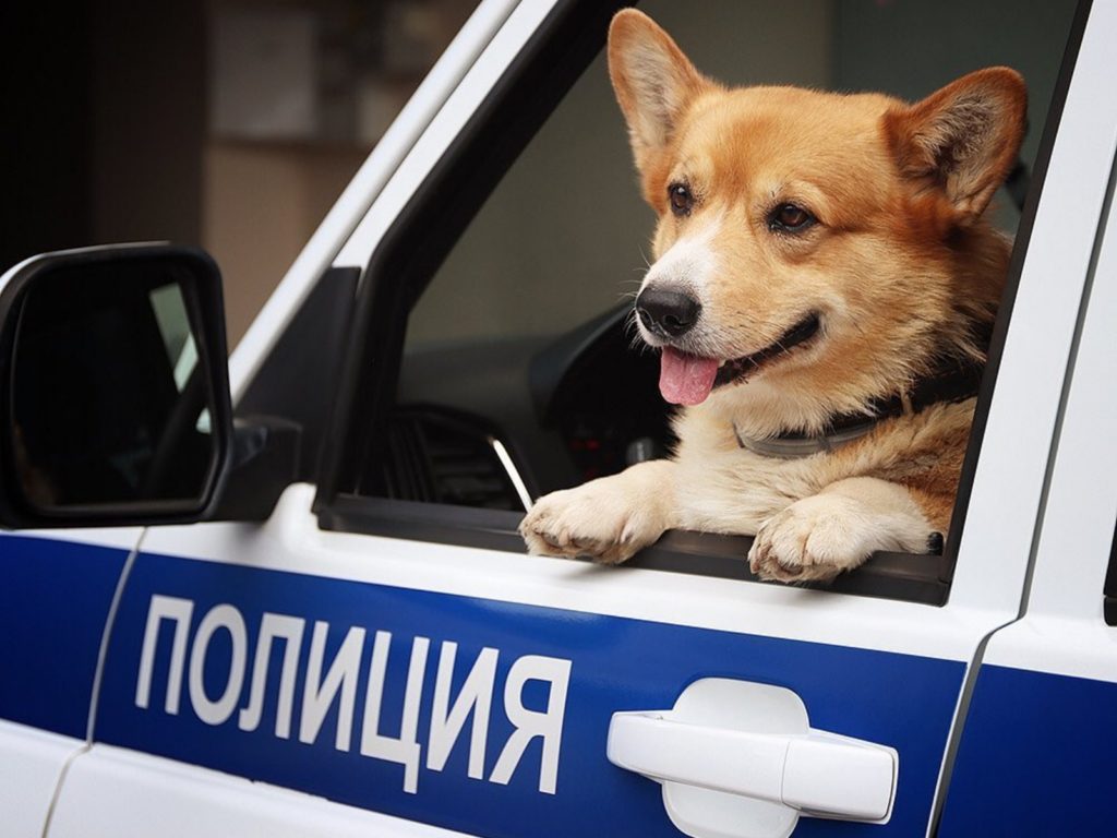 Ryzhiy是隻非常優秀的探測犬。（圖／IG@corgi_police_dog） 