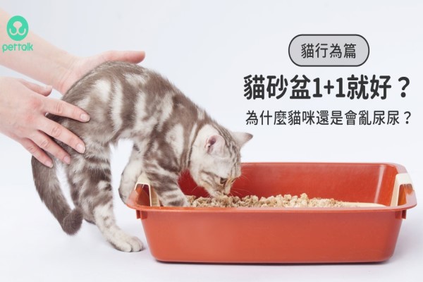 你以為只要做到「貓砂盆數量是貓咪數+1」就好了嗎？｜貓行為獸醫—林子軒