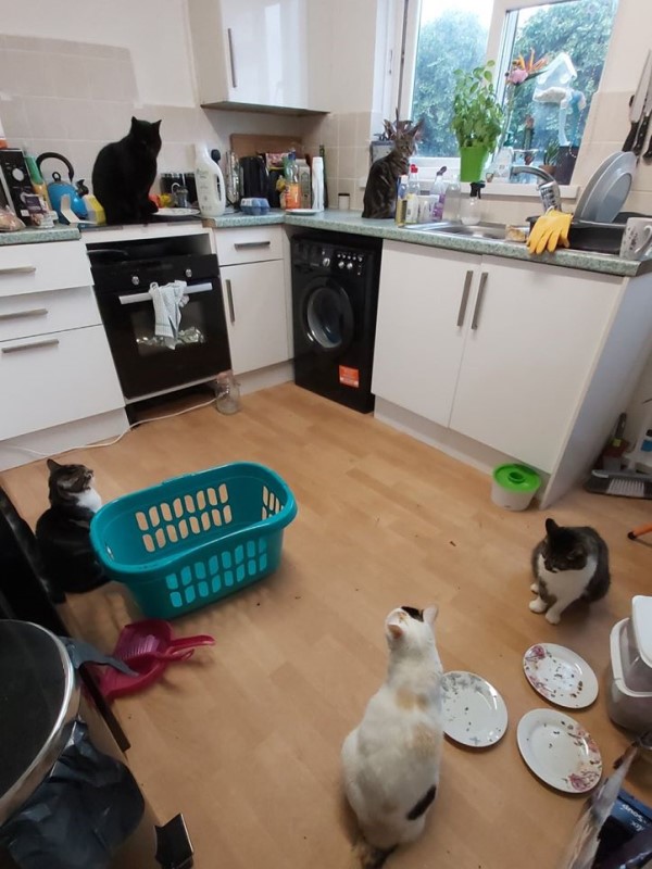 女子家廚房出現五隻貓咪「聚會」　她大驚：我只養三隻啊！
