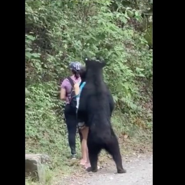 墨國女遊客登山竟遇險！黑熊「1發情動作」嚇壞在場友人