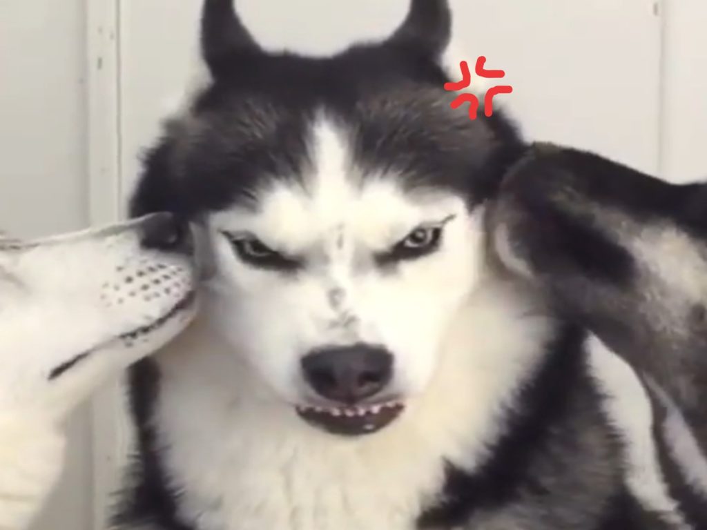 哈士奇被同伴狂親，面露凶光超不爽（圖／IG@north_yuki）