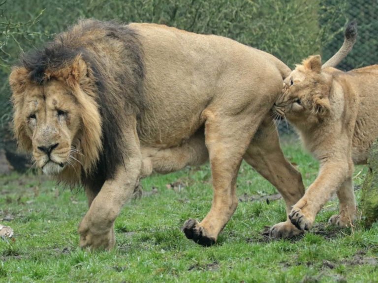 荷蘭動物園一頭公獅被母獅「咬蛋蛋」（圖／翻攝自flicker@Johanna Kok）