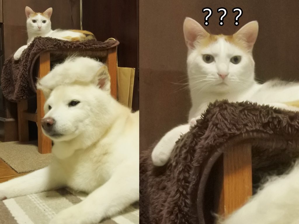 白柴無奈戴上狗毛假髮　貓咪滿臉不可思議：我到底看了什麼