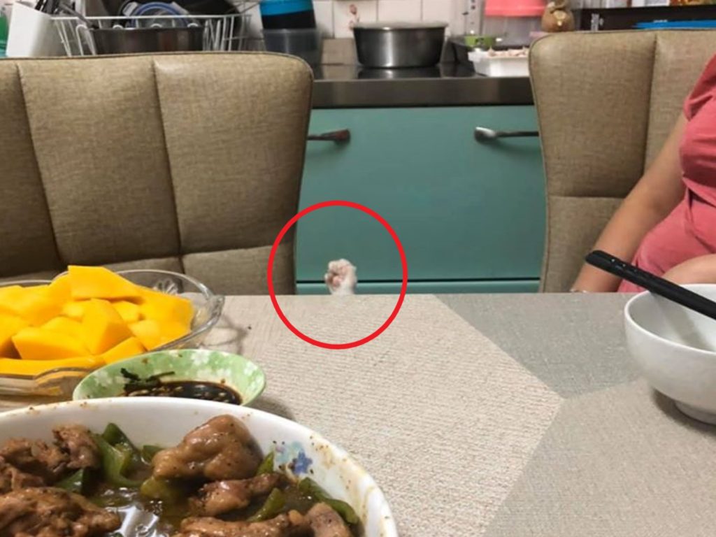 餐桌前突然出現謎樣小手（圖／網友Cow Haha授權提供）