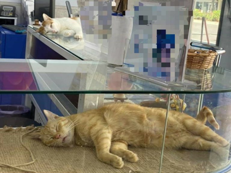兩隻店貓在手機展示櫃上呼呼大睡，上門的客人全部降低音量不想吵醒牠們（圖／網友魏文宗授權提供）