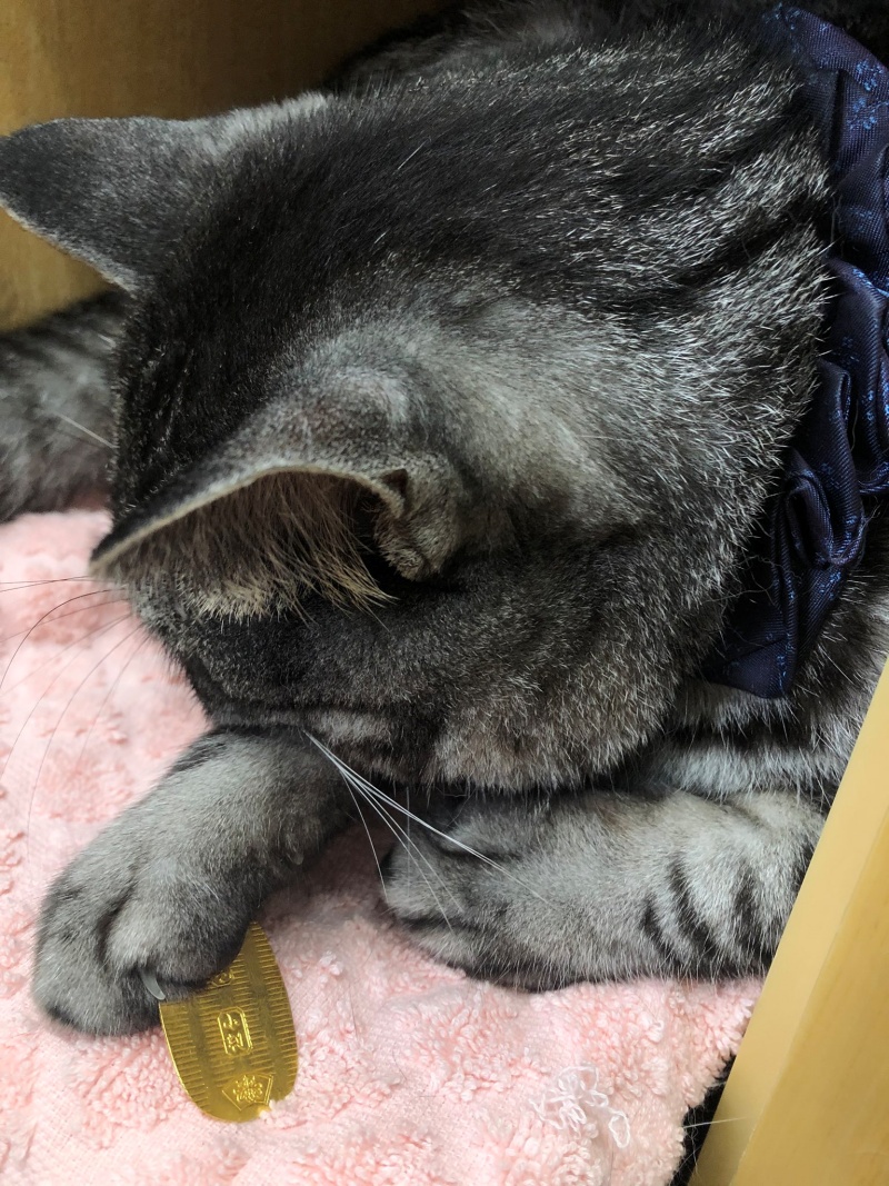 即使只是一直睡搞搞，Jirori仍是淺草演藝廳的可愛招財貓。（圖／Twitter@MikioKatura） 