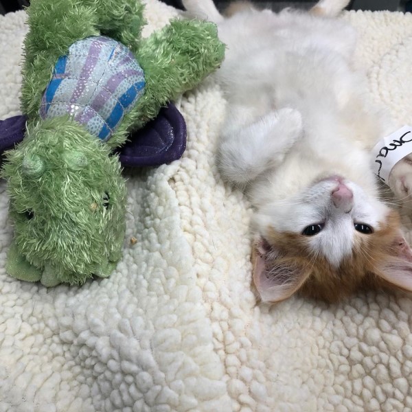 橘白貓結紮好緊張　醫院讓玩偶好友上手術台全程陪伴