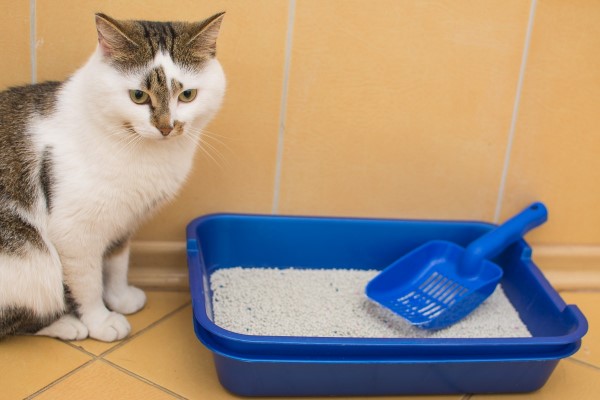 你以為只要做到「貓砂盆數量是貓咪數+1」就好了嗎？｜貓行為獸醫—林子軒