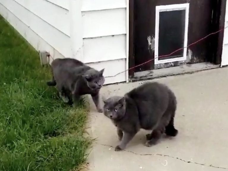 後院傳來騷動女子驚見兩隻「炸毛藍貓」　究竟哪隻是我的？
