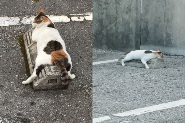 停車場見浪貓同步趴睡車輪定位器　網笑：原來還有這用途！