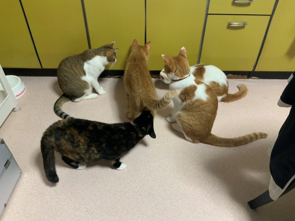 推主：不行，裡面一定有什麼！（圖／Twitter@hikanyan） 