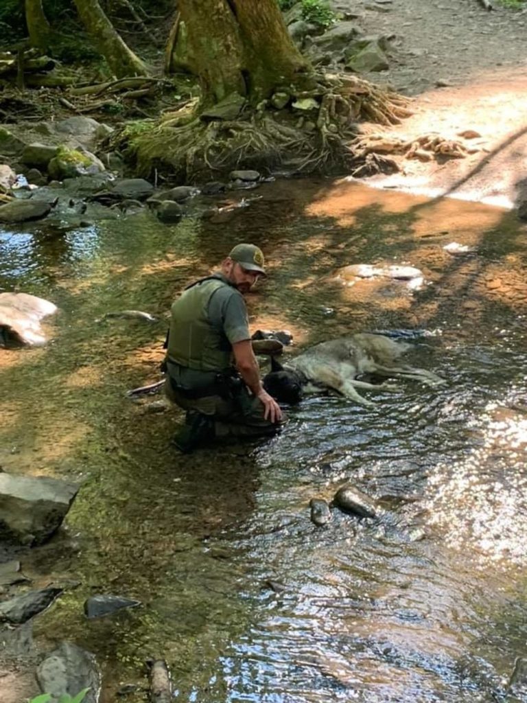 巡山員幫狗狗泡在溪水，希望減緩狗狗的不適。（圖／FB@Lexie Daniel）