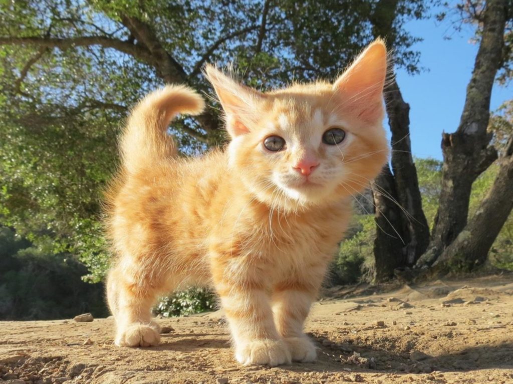 在停車場被人發現的小浪橘懷德爾（圖／IG@littlecat_bigisland）