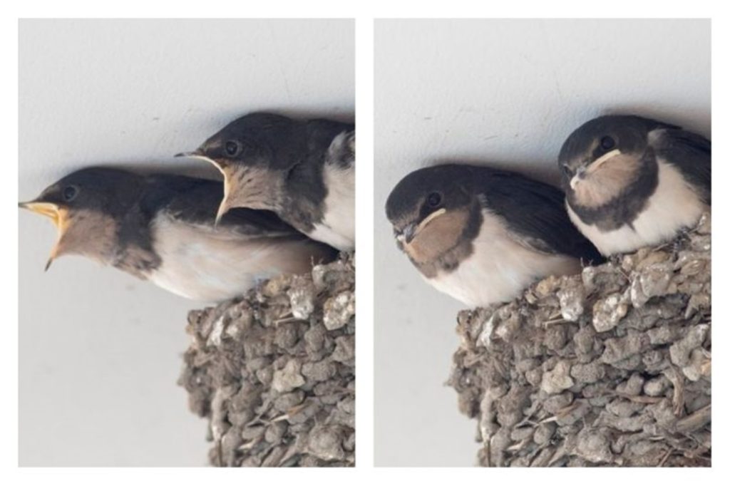 ▲日本一位攝影師拍下在巢中嗷嗷待哺的雛鳥，期待落空後的表情變化，讓網友都笑翻了。（圖／翻攝自＠KE_mi的推特）