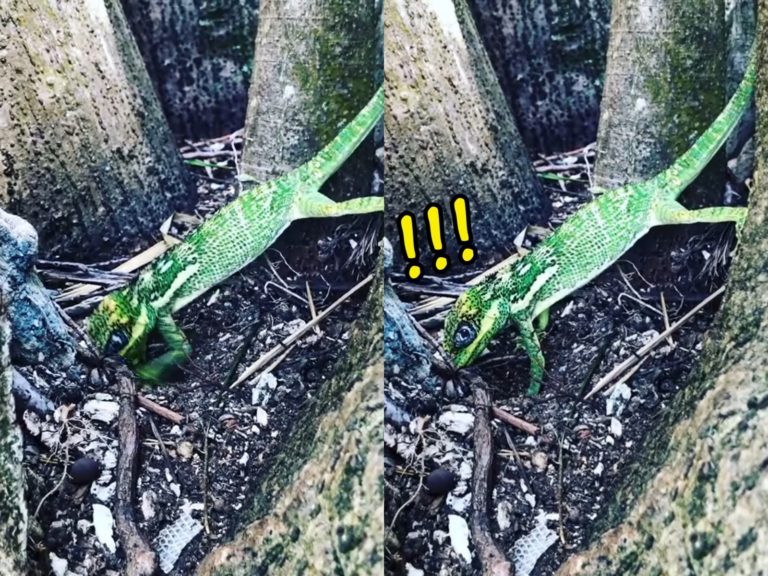 國外一隻樹蜥媽忙著藏蛋，等到發現有人在旁邊，竟然就這樣呆愣在原地。（圖／Facebook@Florida, Wild & Free） 