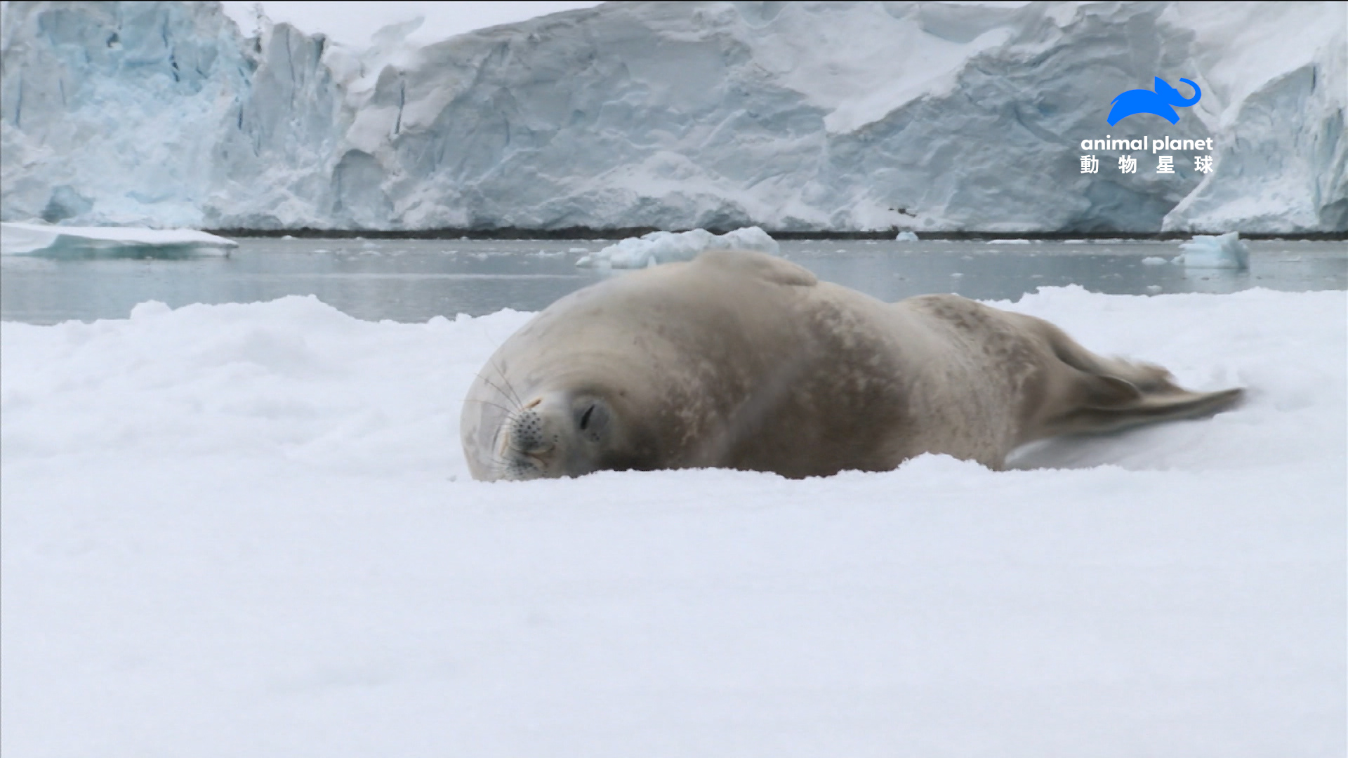 偷窺浮冰上的海豹（圖／動物星球頻道提供）