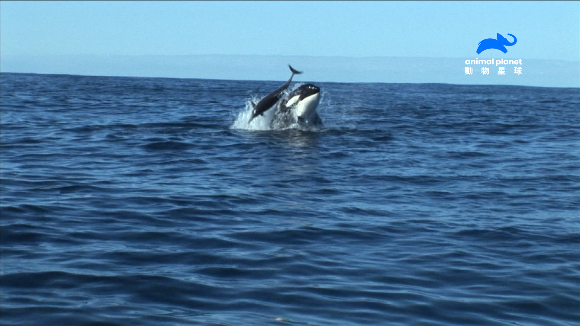 殺人鯨頂海豚畫面（圖／動物星球頻道提供）