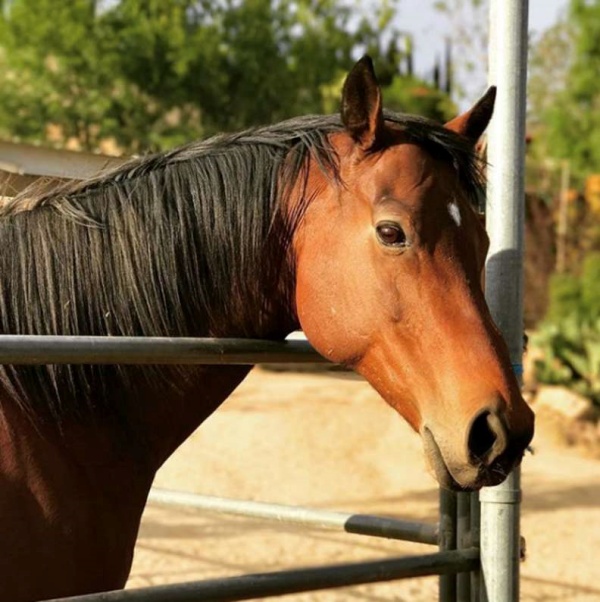 個性溫馴、沉穩的馬兒比歐，長久以來以治療馬身分療癒無數人心。（圖／Sam Slodowitz） 