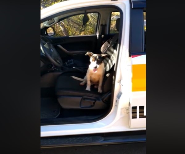狗狗被棄置公路　「跳上巡邏車」求助：警察北北我迷路了！