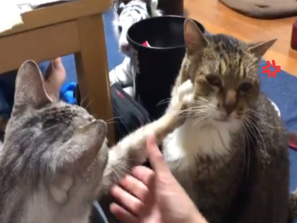 脾氣好的貓哥哥被弟弟狂打臉（圖／twitter@3P8ZEQUirK1Q7L4）