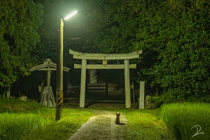 推主晚上前往神社拍照時，意外發現小嬌客！（圖／Twitter@usalica）