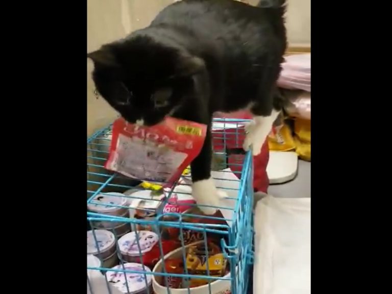 飼主目睹吃貨貓偷肉泥的犯案經過（圖／網友Mandy Cheung授權提供）