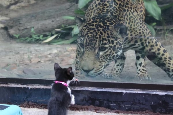 貓咪狗狗到動物園玩　好奇「探親」：長大會跟你一樣壯嗎？