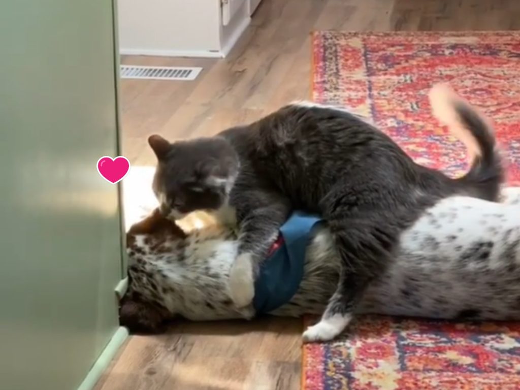 貓咪對狗狗強迫獻吻（圖／IG@adventures_of_hankandlinda）