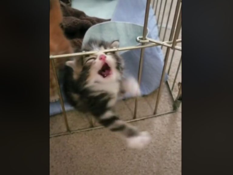 一隻白底虎斑貓擠在欄杆前不停揮手（圖／翻攝自FB@Catspotting Society）