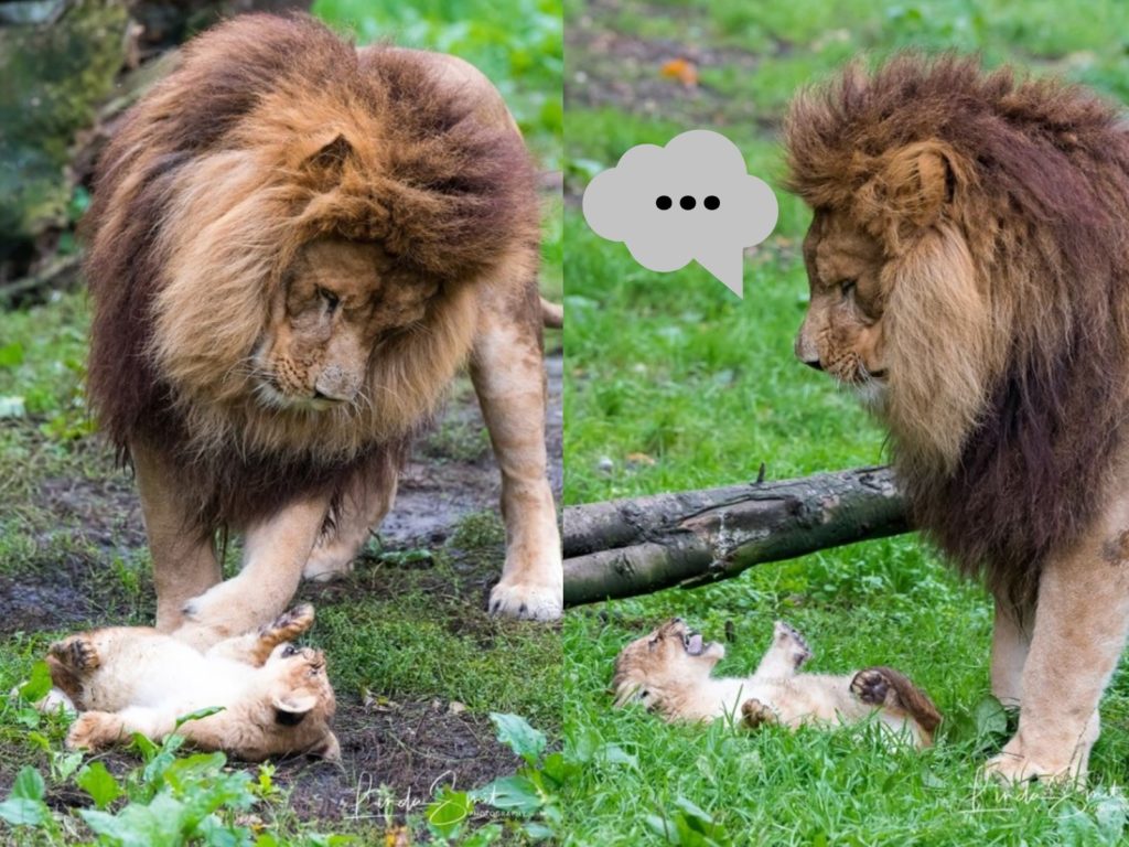 一頭公獅滿臉憂愁地擔任奶爸顧小獅（圖／FB@Linda Smit Wildlife Impressions）
