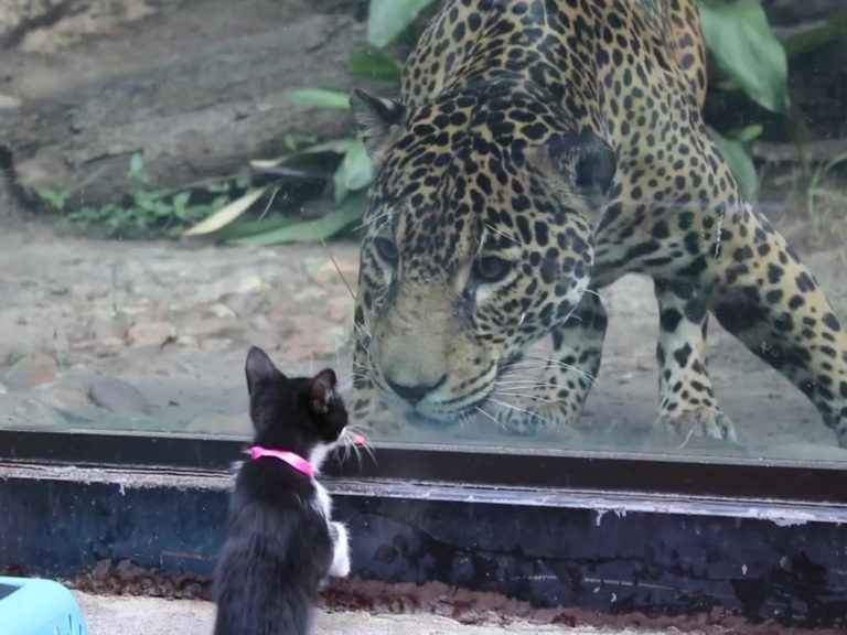 貓咪狗狗到動物園玩　好奇「探親」：長大會跟你一樣壯嗎？
