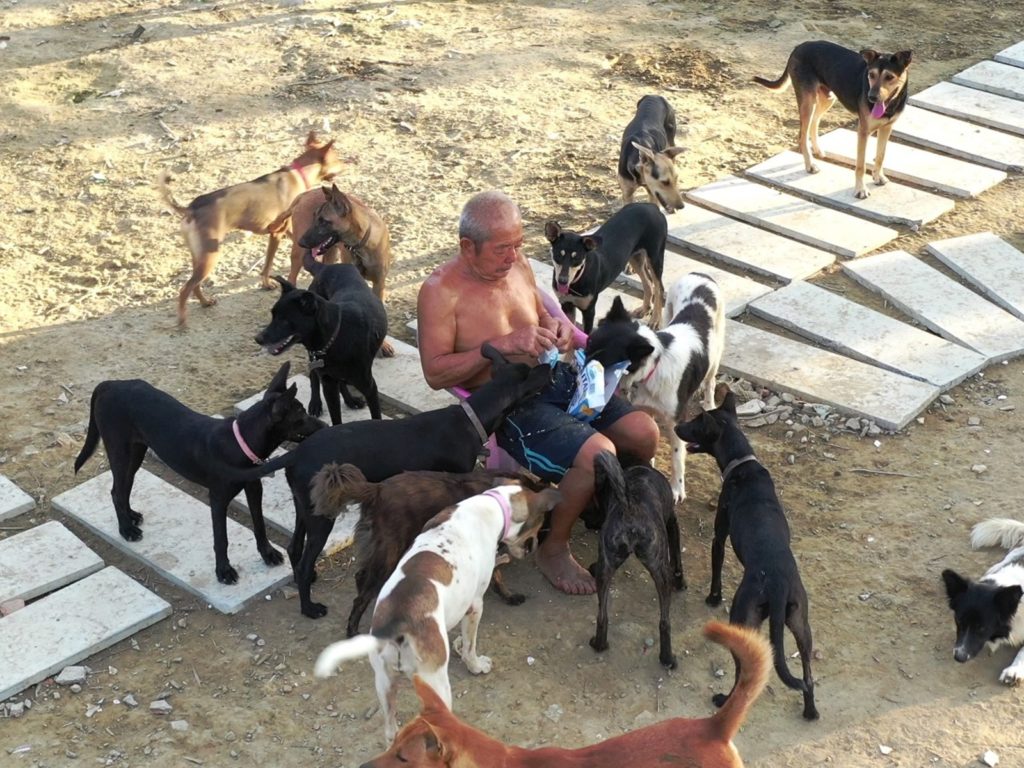 椰子伯狗園堆滿廢料　好心網友集資整建成狗狗世外桃源　