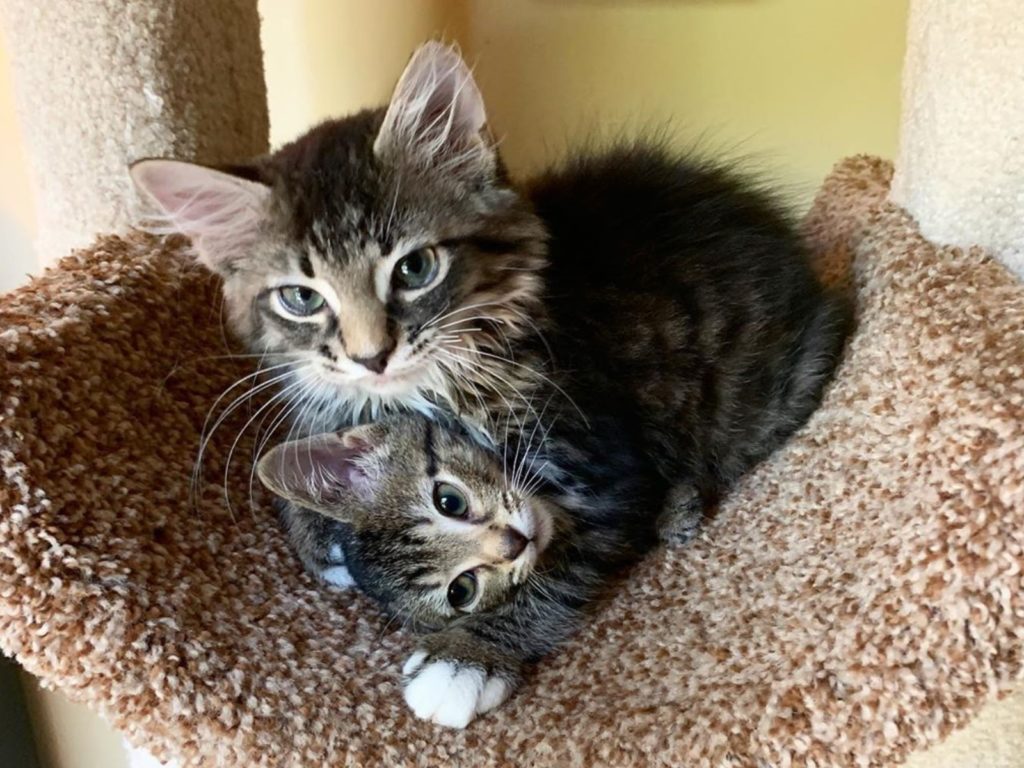 虎斑貓貼身守護小弟弟，隨時陪伴安慰著牠（圖／IG@kellyfosterkittens）