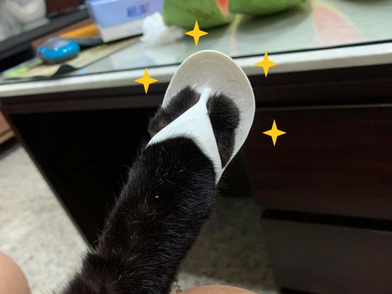 黑貓穿「小白拖」大秀美腿　網笑：腳毛太長啦！

