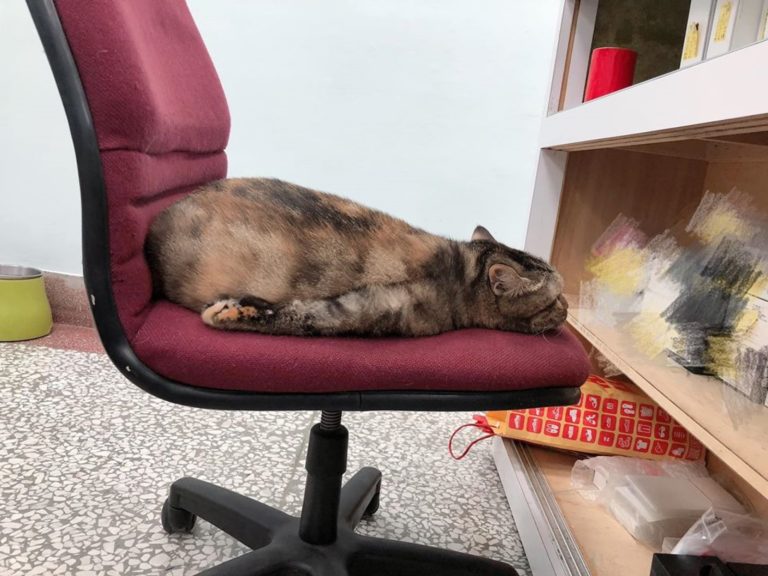 網友上班時驚見店貓的怪異睡姿（圖／FB@饅饅愛茶茶授權提供）