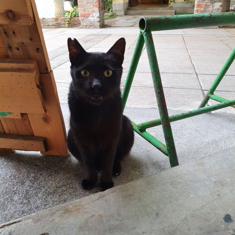 黑貓浪浪阿肥則是長期居住在張小姐的工作室所在的園區內，年紀大了身體不太好。（圖／About Dream 關於夢想。粉專提供） 