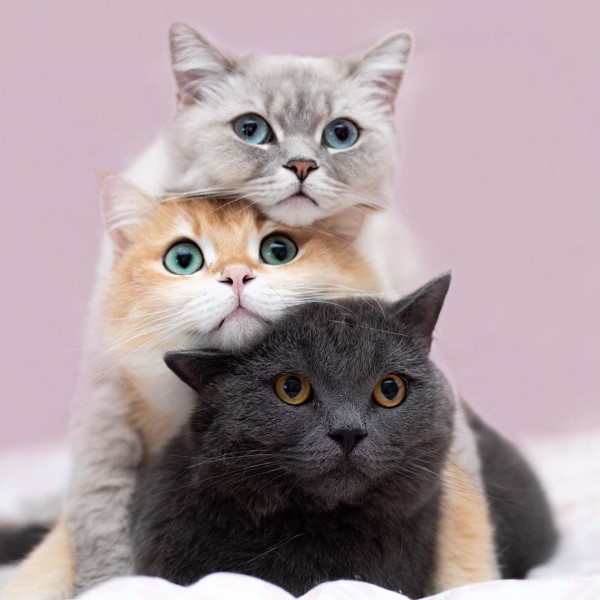 貓咪「丸子三兄弟」愛玩疊疊樂　網友直呼：好想咬一口！