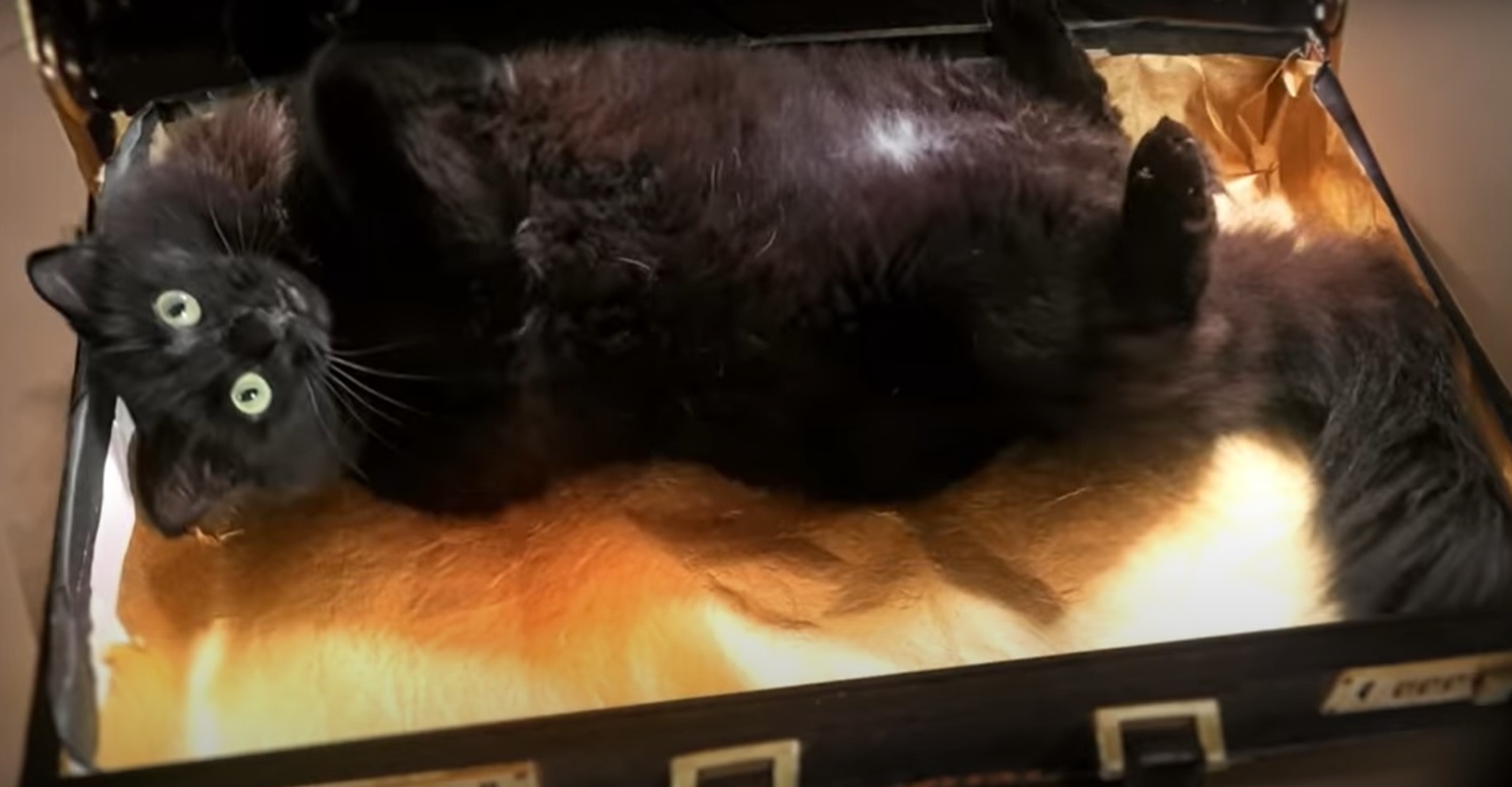 黑貓領銜演出2020年版《黑色追緝令》（圖／翻攝自Youtube@OwlKitty）
