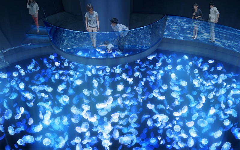墨田水族館推出水母透明水槽，從上頭往下望感覺超夢幻，於7月16日正式亮相！（圖／Twitter@Sumida_Aquarium） 