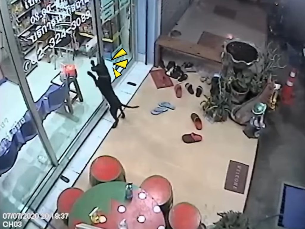 走失的黑狗自己跑到認識的獸醫院Putahracsa Veterinary Clinic找人求救。（圖／Putahracsa Veterinary Clinic） 