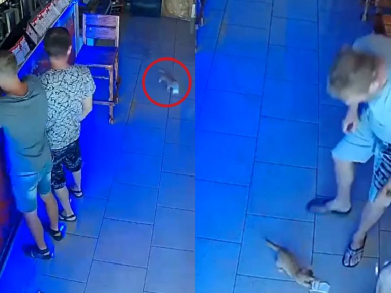 俄羅斯酒吧USSR Beer Pub近期養了隻小橘貓Masyanya，日前老闆Nadezhda Vodolazskaya竟意外發現牠愛偷紙鈔的特殊癖好。（圖／IG@pivbar_cccp） 