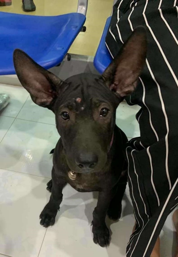 這隻來自泰國的黑狗，不小心和飼主失散了。（圖／Putahracsa Veterinary Clinic）