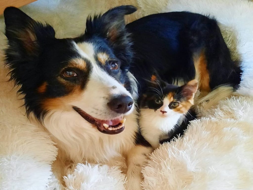 狗狗開心收編與自己同花色的小貓咪（圖／IG@minnieprincesspaws）