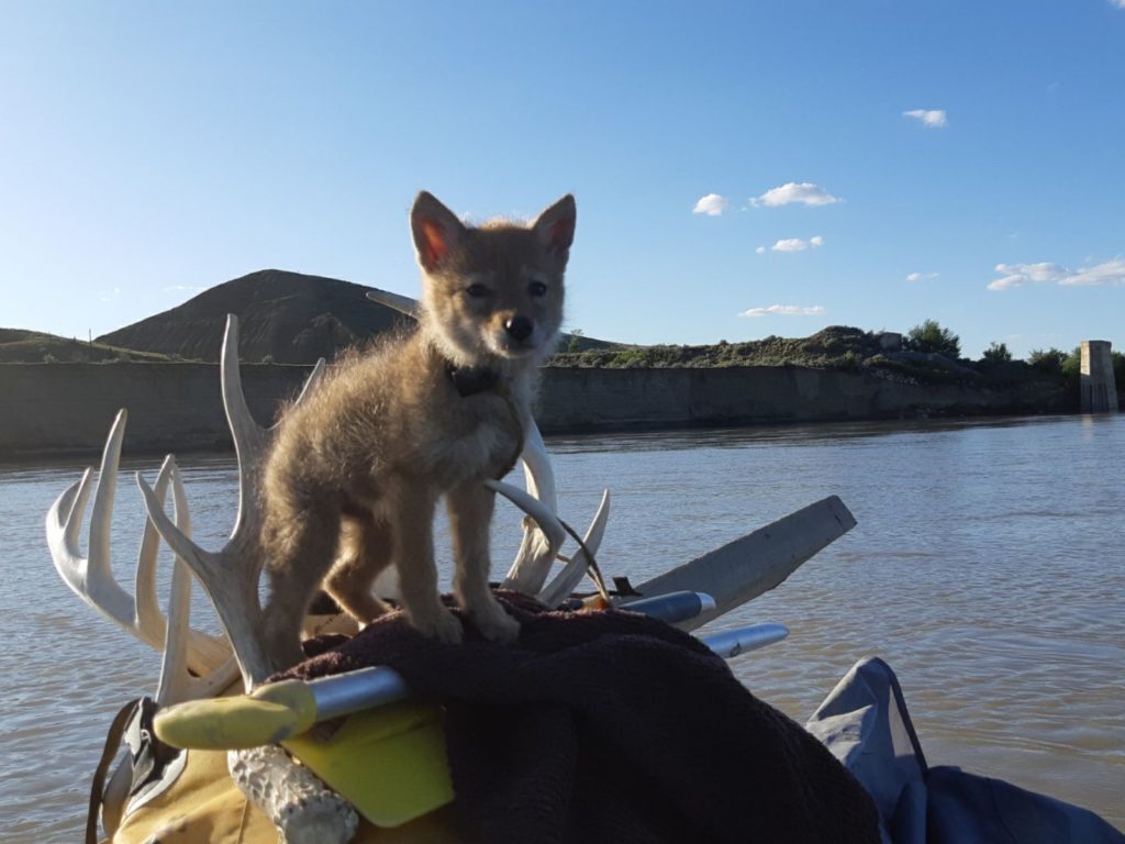 賈斯汀跌進水裡才知道，那原來是隻奄奄一息的幼狼！（圖／WRSOS） 