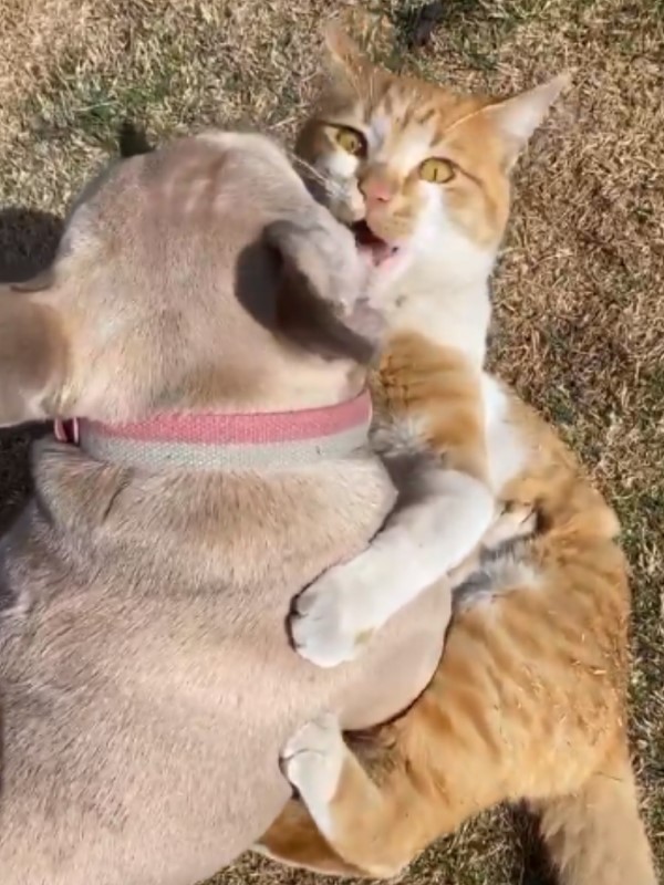 浪貓天天穿越欄杆找法鬥犬　好朋友見面超開心：快來玩！