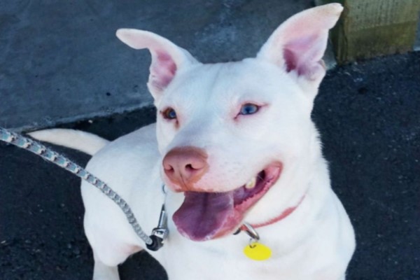 白汪聽不見險遭安樂　獲救受訓成「首隻通過K9的聽障犬」